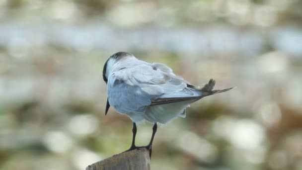 Gaviota descansando en el poste — Vídeo de stock