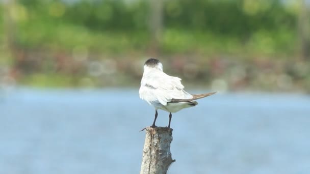 Gaviota descansando en el poste — Vídeos de Stock