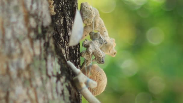 Coquille de mer et corail mobile accroché à l'arbre — Video