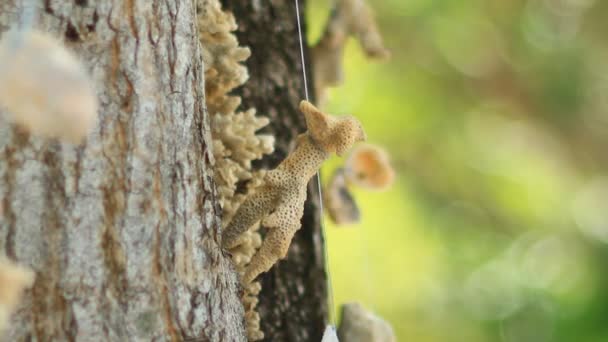 Sea shell and coral mobile hanging on tree — Stock Video