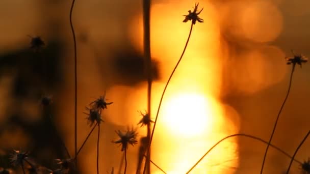 Luz del atardecer en la hierba — Vídeos de Stock