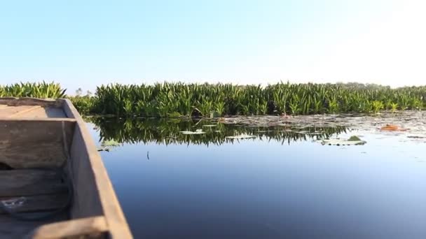 Подорож на човні в болотах птахів — стокове відео