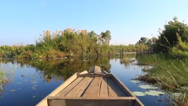 Paseo en barco por los pantanos de aves — Vídeos de Stock