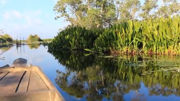 Paseo en barco por los pantanos de aves — Vídeos de Stock