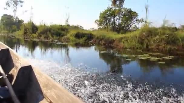 Paseo en barco por los pantanos de aves — Vídeos de Stock