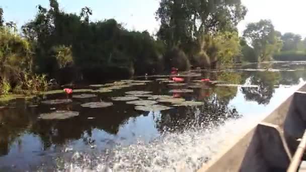 Boottocht in de moerassen van de vogel — Stockvideo