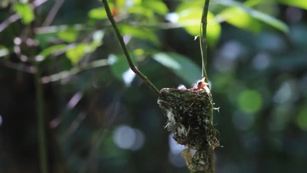 Asiatiska paradis flugsnappare — Stockvideo