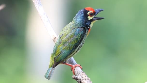 Coppersmith barbet — Stock Video
