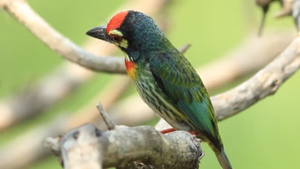 Coppersmith barbet — Stock Video