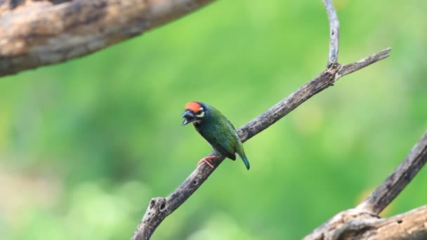 Coppersmith barbet — Stock Video