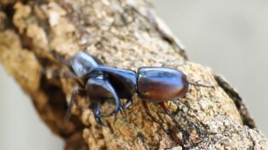 Gergedan stag beetle