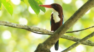 Güzel Beyaz boğazlı yalıçapkını (Halcyon smyrnensis)