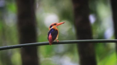 Kara sırtlı Kingfisher veya üç parmaklı Kingfisher