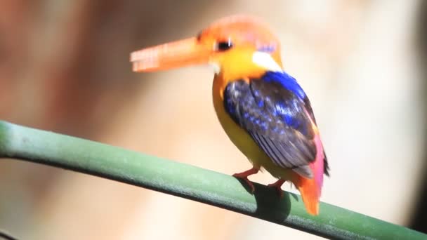 Kara sırtlı Kingfisher veya üç parmaklı Kingfisher — Stok video