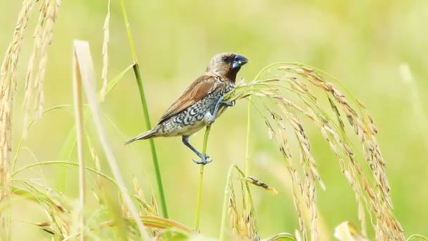 Pettyes munia madár hántolatlan területén — Stock videók