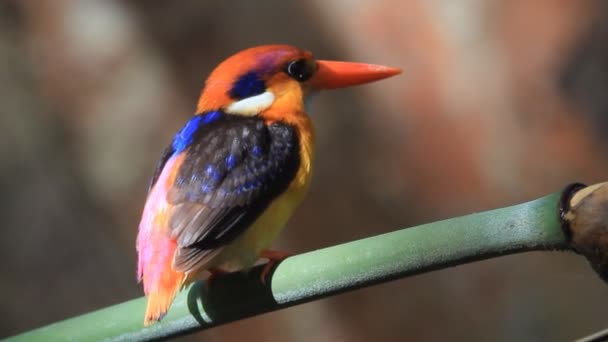 Kara sırtlı Kingfisher veya üç parmaklı Kingfisher — Stok video