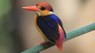 Kara sırtlı Kingfisher veya üç parmaklı Kingfisher