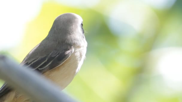 Grillo bruno (Lanius cristatus ) — Video Stock