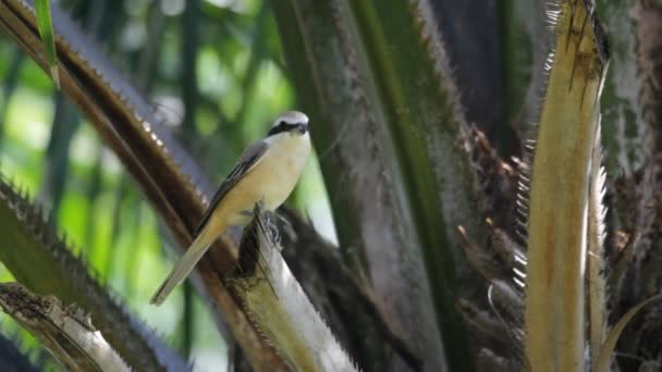 Brown Shrike (Lanius cristatus) — Αρχείο Βίντεο