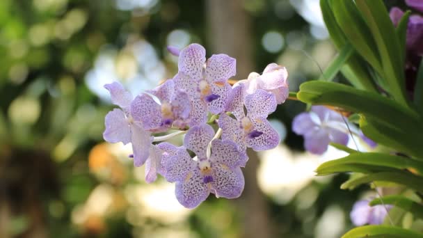 Orquídea bonita — Vídeo de Stock