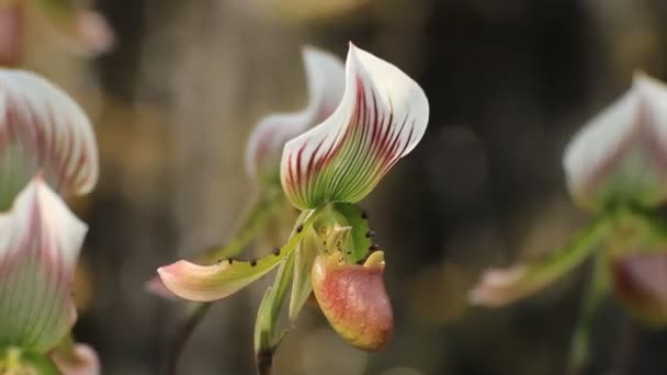 Ladys slipper orchid — Stockvideo