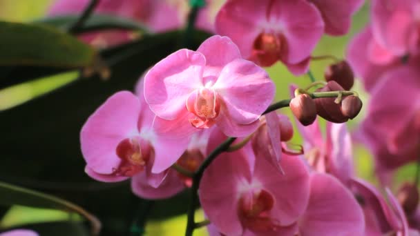 Güzel orkide — Stok video