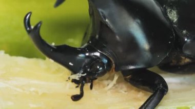 Şeker kamışı yeme mücadele böceği