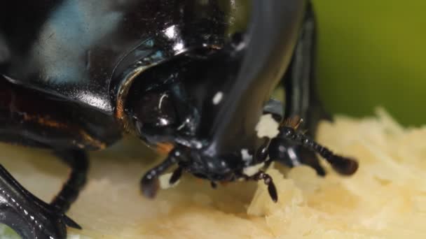 Боротьба з жуком їсть цукрову тростину — стокове відео