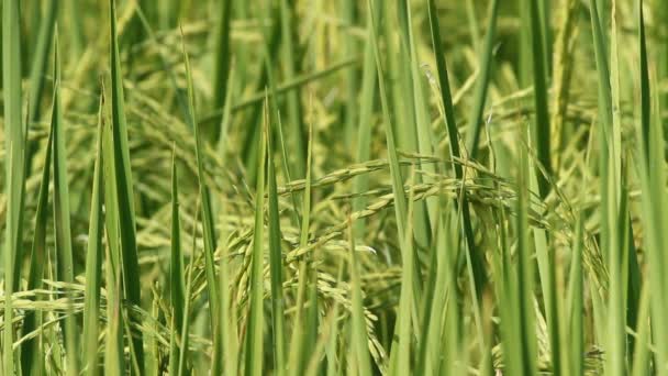 Yemyeşil alanda küçük spike pirinç — Stok video