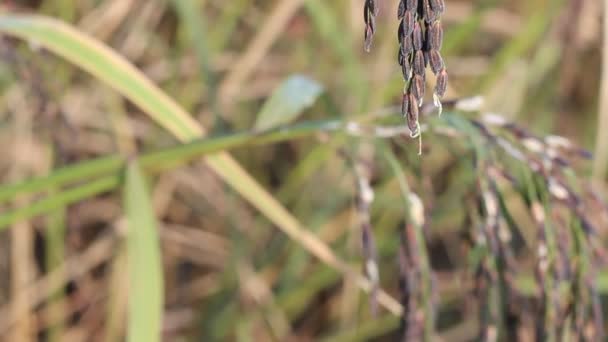 Tiny spike ris i fältet grönskande — Stockvideo
