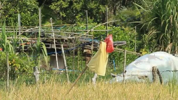 Espantapájaros en el campo — Vídeo de stock