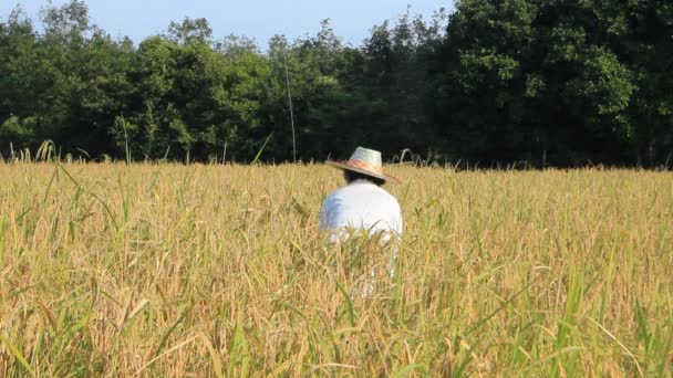 Agricultor cosechando arroz en el campo — Vídeo de stock