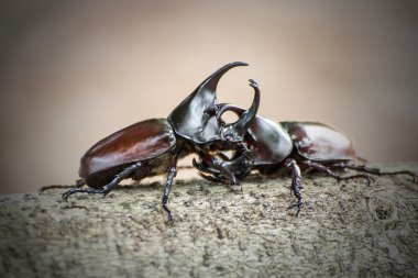 Çiftleşme mevsimi beetle Muharebesi