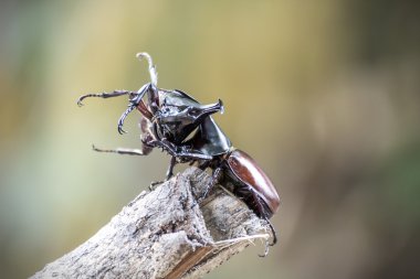 Çiftleşme mevsimi beetle Muharebesi