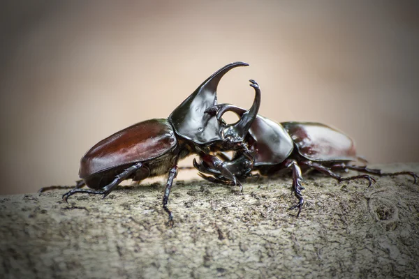 交尾の季節でカブトムシの戦い — ストック写真