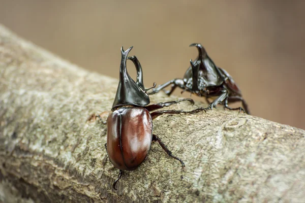 Battle of the beetle in the mating season — Stock Photo, Image