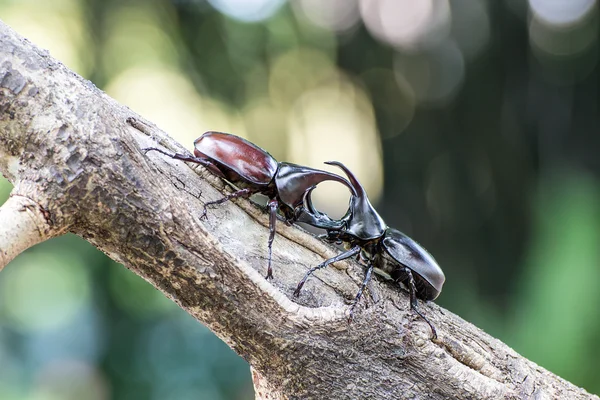 交尾の季節でカブトムシの戦い — ストック写真