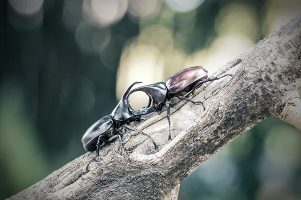 交尾の季節でカブトムシの戦い — ストック写真