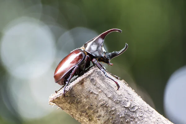 Battle of the beetle in the mating season — Stock Photo, Image