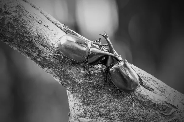 犀牛甲虫、 犀牛甲虫、 战斗甲虫在白色和黑色 — 图库照片