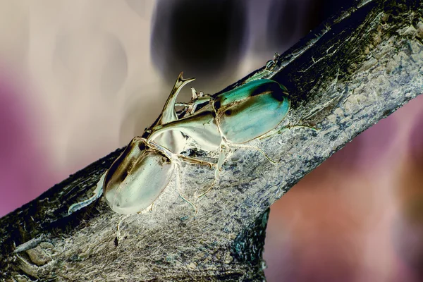 Extended infrared macro of rhinoceros beetle — Stock Photo, Image