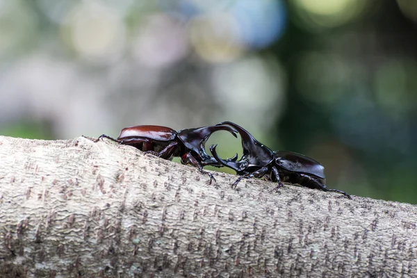 交尾の季節でカブトムシの戦い — ストック写真