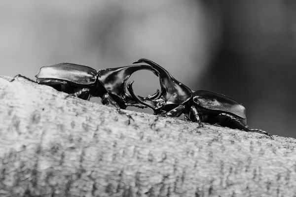 白と黒で格闘甲虫、Rhino カブトムシ カブトムシ — ストック写真