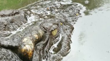 Siyam timsahı hareketi