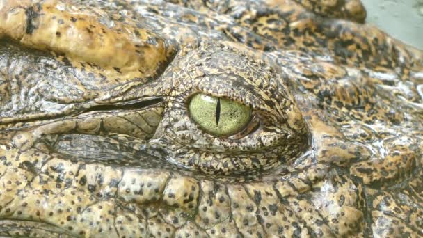 Das atemberaubend aussehende Auge des Krokodils — Stockvideo