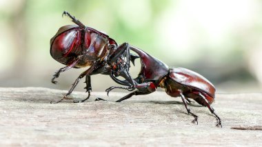 Gergedan böceği, Rhino beetle, dövüş böceği