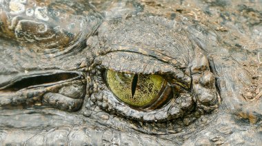 Timsah harika görünümlü göz