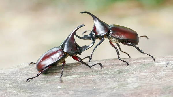 Escarabajo rinoceronte, Escarabajo rinoceronte, Escarabajo de la lucha — Foto de Stock