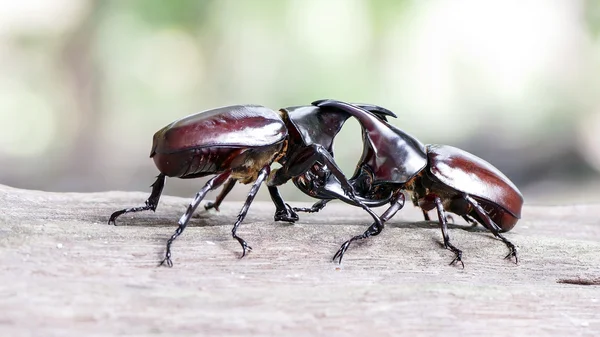 カブトムシ、Rhino カブトムシ、格闘カブトムシ — ストック写真