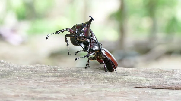 犀牛甲虫，犀牛甲虫，甲虫战斗 — 图库照片